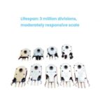 Codificador de rueda de ratón Black Core (Negro) 4.5mm (10 Unidades) - Imagen 3